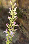 Smallhead blazing star